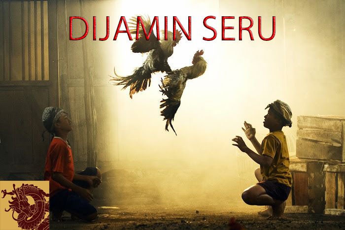Tanding Judi Sabung Ayam Online Terseru DRAGON222